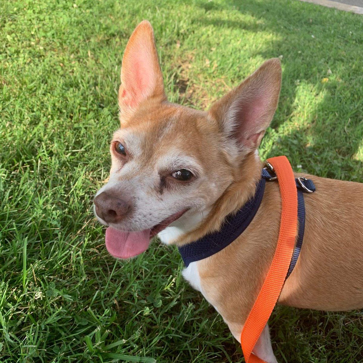 lichirescue's tweet photo. Social boy Parker waiting for his new home @ Smithtown Animal Shelter #rescueme #shelterdog #LongIsland #Chihuahua #AdoptDontShop https://t.co/l2KbBlDDGl