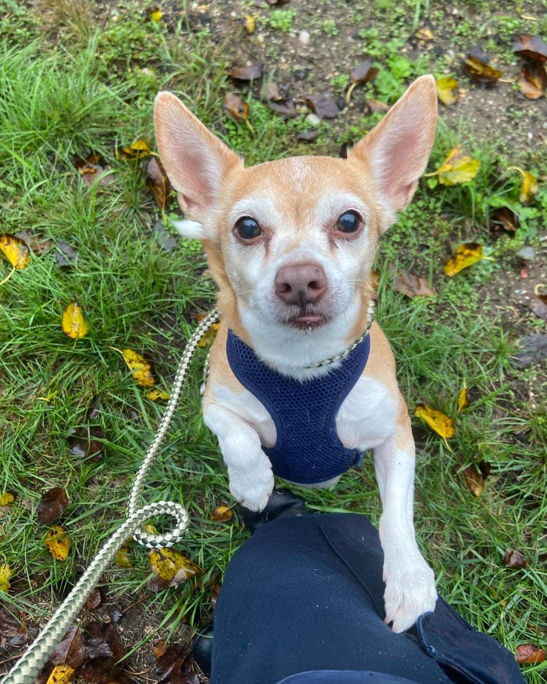 Li chihuahua store rescue