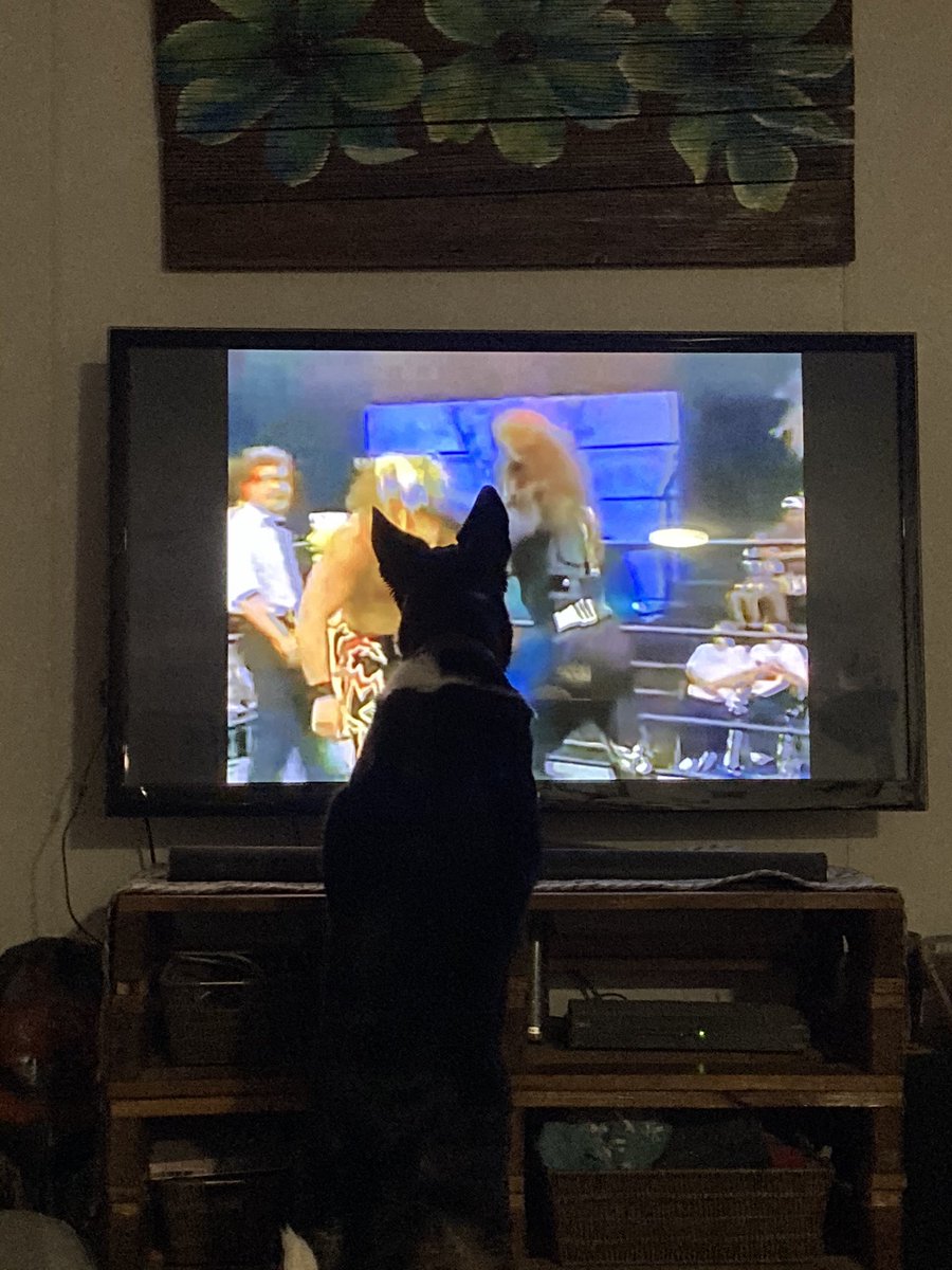 GeiselJohn's tweet image. This dog could possibly be the Number one @IAmJericho fan she has been watching Jericho matches for 3 hours now non stop 😂