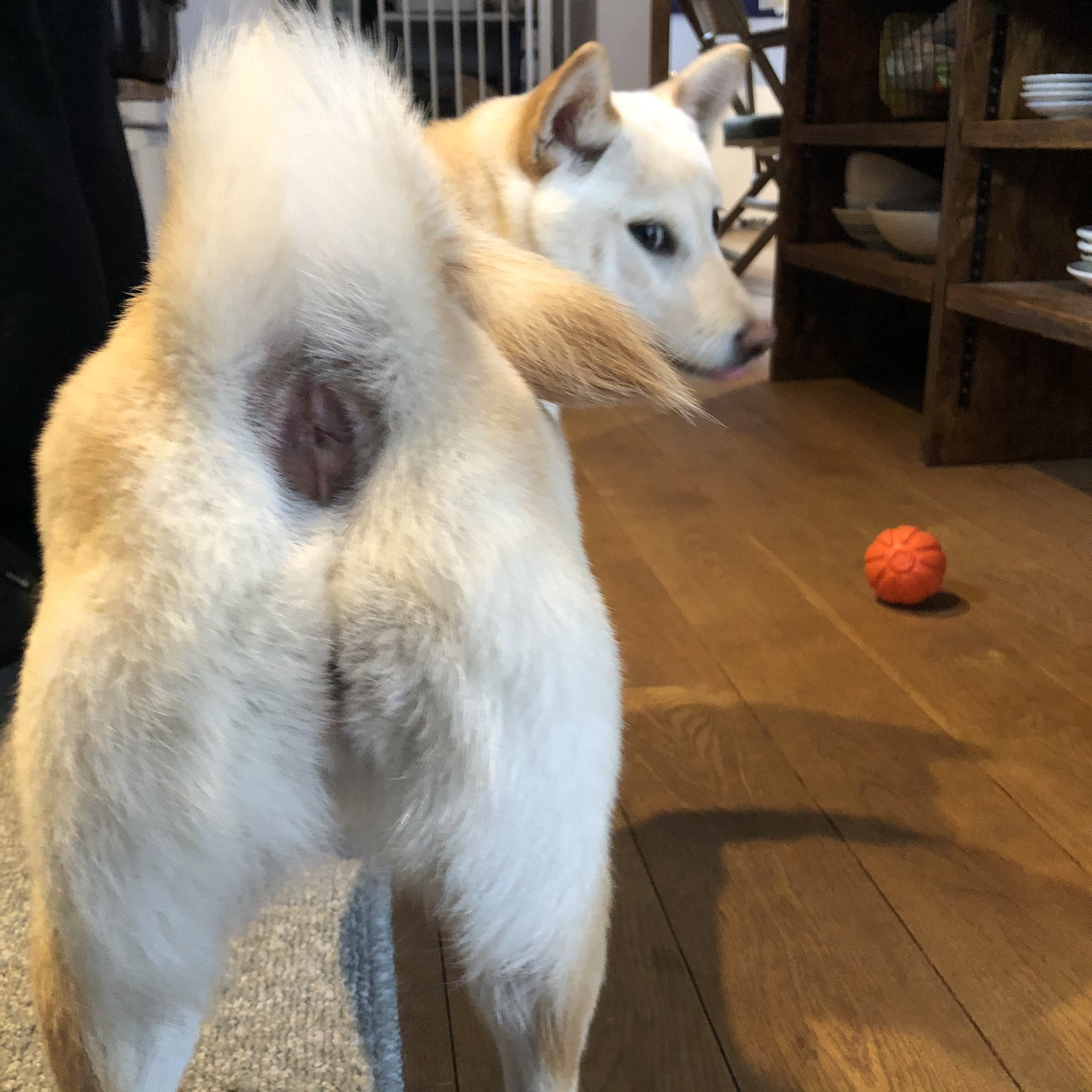 柴犬 凪のお暇 ちょっと どこ撮ってるのよ だって 凪さんのお尻の穴が大きくて気になるんだもん 柴犬 白柴 凪 お見苦しくてごめんなさい T Co Xhqx4hsgq5 Twitter 柴犬 凪のお暇 ちょっと どこ撮ってるのよ だって 凪さんのお尻の穴が大きくて気になるんだもん 柴犬 白柴 凪 お見苦しくてごめんなさい T Co Xhqx4hsgq5 Twitter