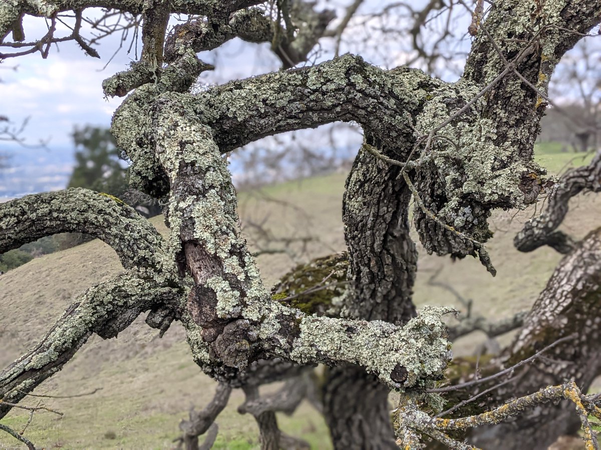 sot_scc's tweet photo. There's nothing quite like the beauty and accessibility of the parks and open space areas in Santa Clara County. Coyote Lake is a 45-minute drive from downtown San Jose but a world away. A truly stunning place to hike. We even hiked part of the @ridgetrail, big fun.

@SCCParks https://t.co/zwCawvG6rn