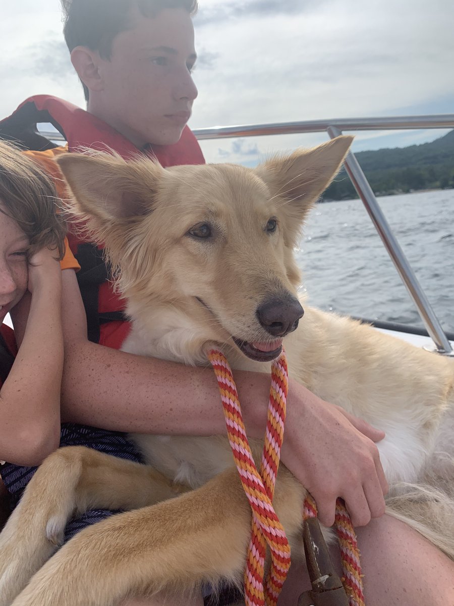 JulieFuhrer's tweet photo. My shelter dog Daisy is very excited for the First Shelter dog at the WH! Hoping for a playdate!! #first_dogs_usa @JoeBiden #SaveOneSoul is #POTUS46 https://t.co/5cRFwXoeE7