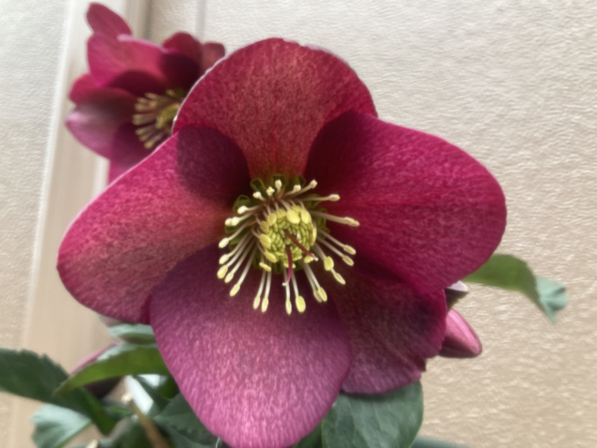 ちゃっぴー クリスマスローズ 氷の薔薇 花つき良い人気のクリスマスローズです 色は赤の他にピンク 白があります ガーデニング クリスマスローズ 氷の薔薇 T Co Ln6wrtefcy Twitter
