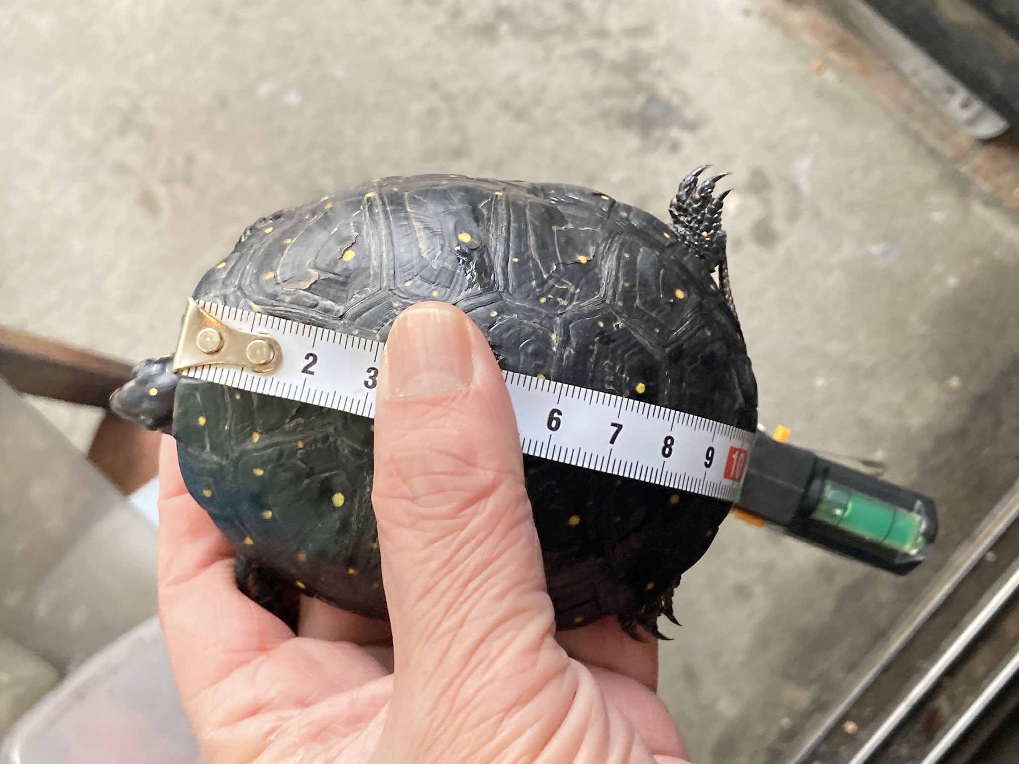 Tohi キボシイシガメアダルトペア 100mmアップの繁殖経験のあるペアの販売 国内cbの成長した個体達です 興味のある方はdmで