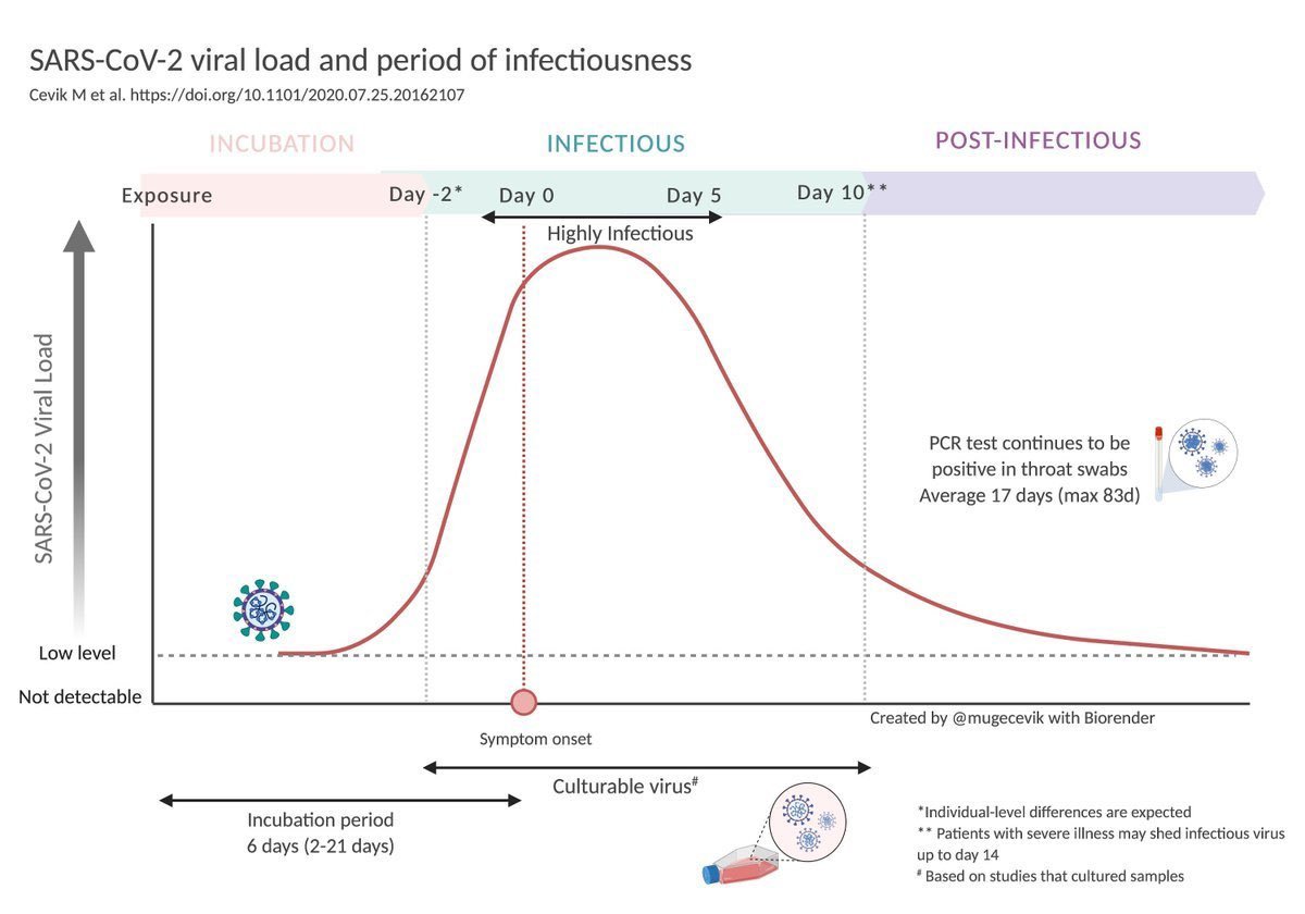 13/ Miren este gráfico de  @mugecevik El período infeccioso de COVID19 va entre 2 días antes del inicio de síntomas hasta más o menos el día 9-10 post síntomas. Pero la PCR de muestra nasofaríngea puede seguir positiva por hasta 17 a 83 días más.