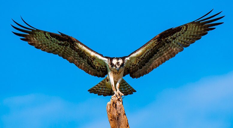 Wings up 
#freeasabird #osprey #wildlife #birdsoftwitter #wildlifeoftwitter #twitterwildlife #nature #twitternature