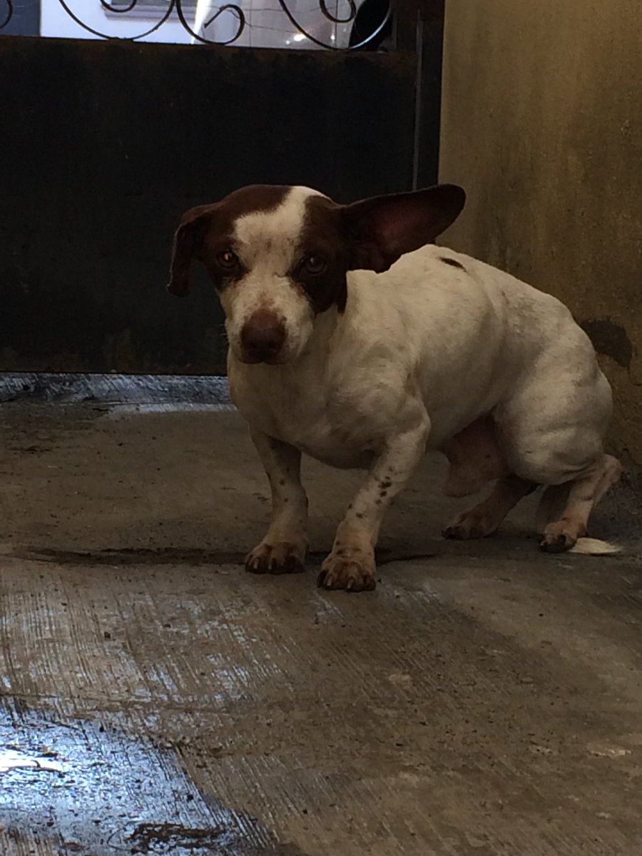 ElVicSports's tweet photo. Ayuda!! Wicho se escapo de su hogar, area de Camino Real,entre Pablo Livas y la Reynosa RT por favor @rosySb @Edy_Lozano @migangelgarzam @joelcanojr @SiSoyRudy @mrous_ @betty_ayala @_PonchoDeNigris https://t.co/8joLcaQALS