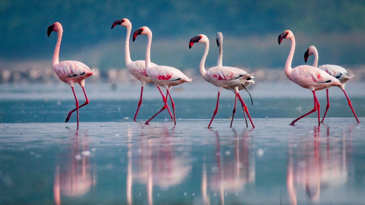 Lesser Flamingo !

#BirdsInFlocks
#IndiAves 
#EarthCapture
