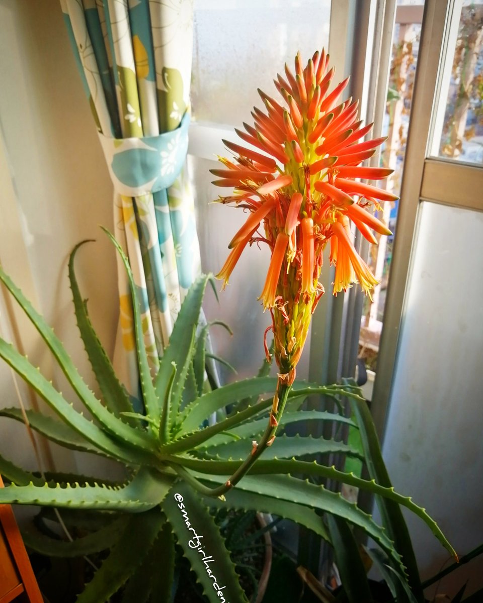 SmartGirlGarden's tweet photo. #WinterBlooms 
Martha, my #AloeArborescens , is flowering. I'll let it dry on the plant to connect the seeds. 

#aloeflower #aloe #bloomingaloe   #ContainerGarden #indoorplants #plantgang #plantlady #gardening https://t.co/fS6cJLJlDk