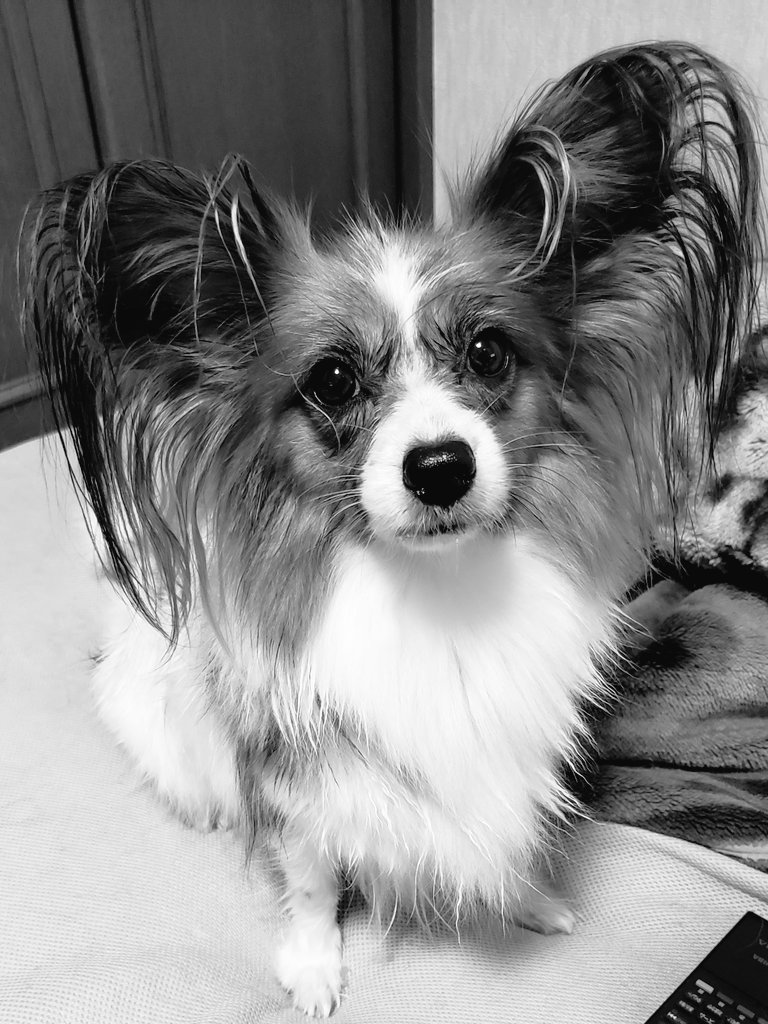 ショボババ 流行りの白黒での三姉妹 パピヨン 犬のいる暮らし 白黒にするとかっこいいって聞いた