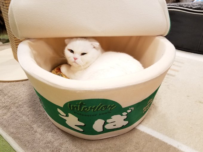 猫カフェのtwitterイラスト検索結果