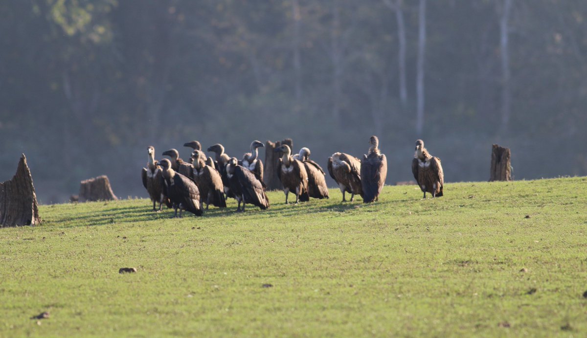 #BirdsInFlocks 
#Avibase 
#inidaves 
#birdphotography 
#birds 
#birdwatching 
#ThePhotoHour 
Vultures