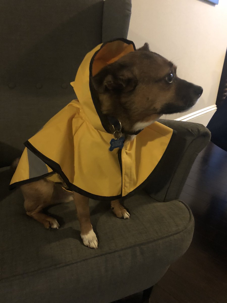 BostonRis's tweet photo. @TVietor08 Stanley hates his, too. https://t.co/ZZkSXARhH8