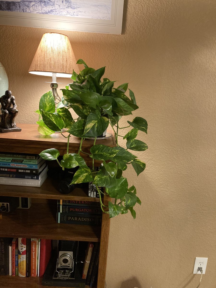vic_tonasc's tweet photo. @kylegrozen @clairehoff update: we've started naming our house plants after our favorite cast members and the first one is rupert https://t.co/XVr4C0nPlt