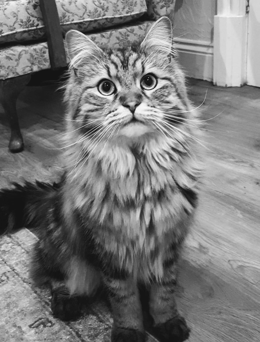 Mrsamylee100's tweet photo. @JustMissEmma Biased, but I think Dodger is pretty cute!😜 https://t.co/c5nPV3sjDw