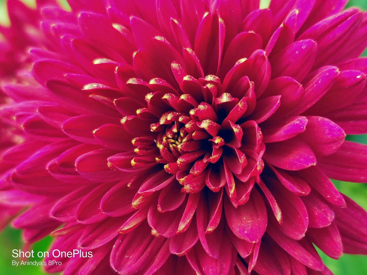 AnindyaBarua89's tweet photo. @oneplus #shotononeplus https://t.co/w03pTxIeuX
