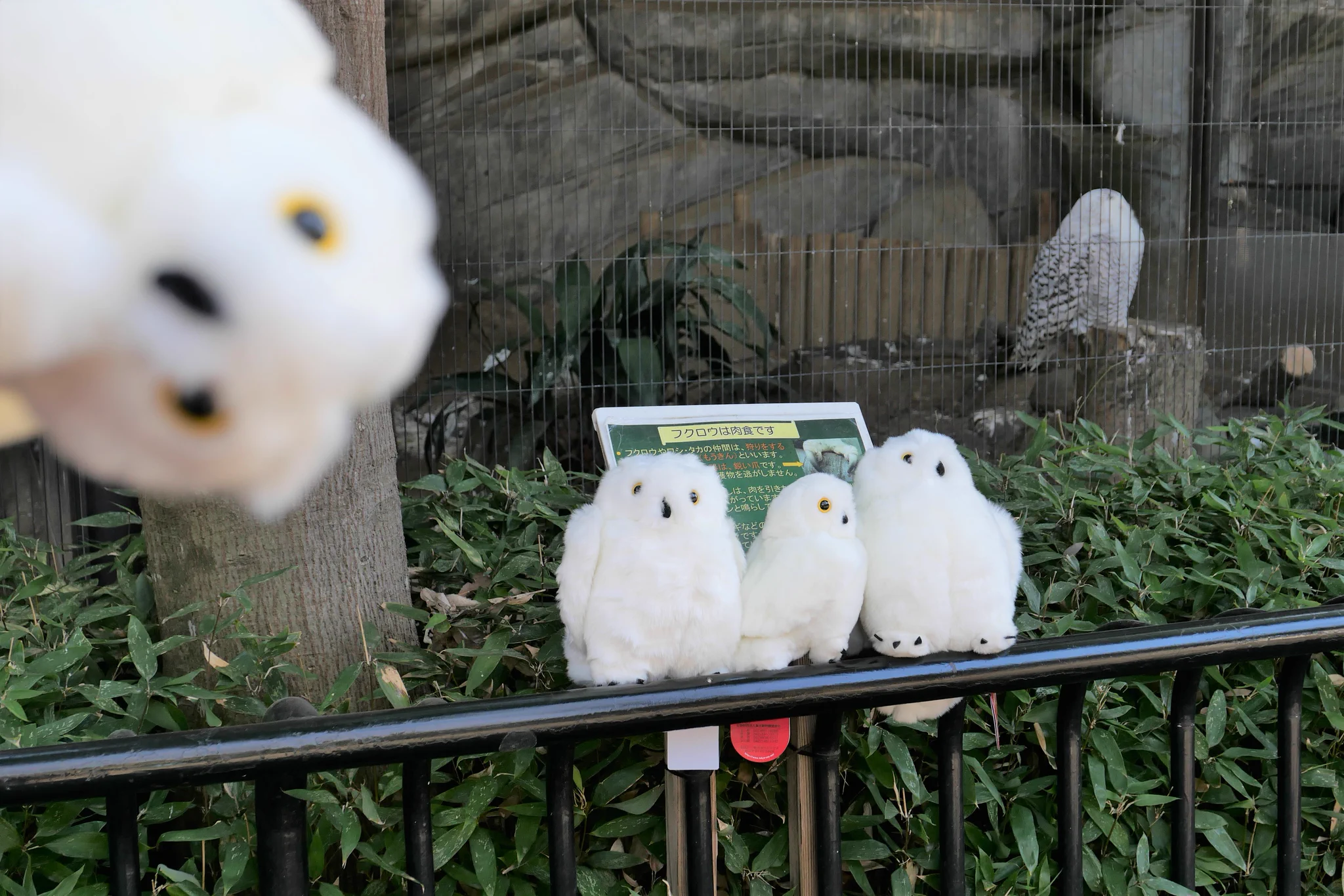 上野動物園［公式］ on X: 