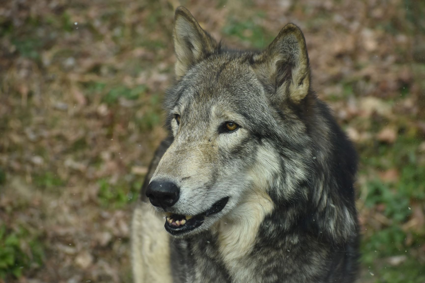 名古屋市東山動植物園 夕方のティトとノゾミ 大好きな担当飼育員が顔を見せると嬉しそうに走っていました 明日は休園日です 東山動植物園 シンリンオオカミ オオカミ ティト ノゾミ 動物園 名古屋 T Co Hhxcgfshap Twitter