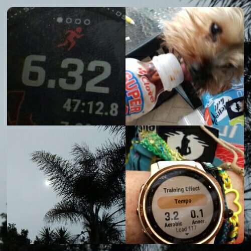 TrainerThee's tweet photo. Woke up this a.m. with 6.06km target to =/better by #runbuddy @Kelly_22_10 yday. Hip & glute med taped but luckily not as painful as Friday. My dog wanted my #postRun #SuperMChocmilk. Tx #CloverSA. Overcast skies here 4 a change, dont feel like melted icing! Day7 #RunningRelay https://t.co/q1cjyONbUI