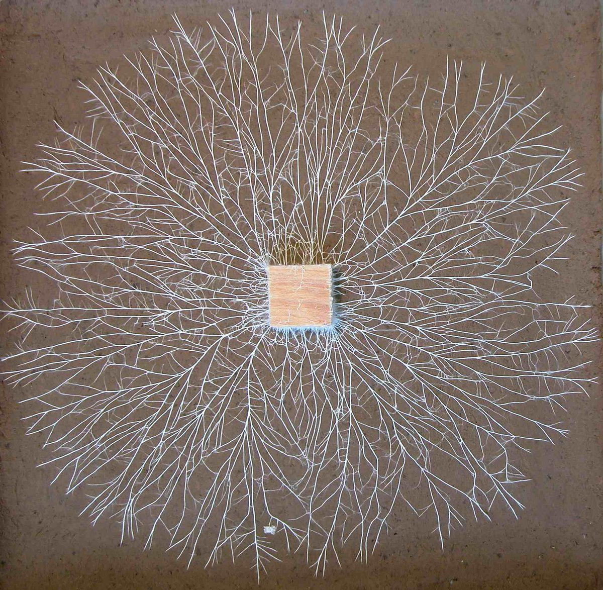 Mycelial architecture - even more beautiful than that of plant roots!