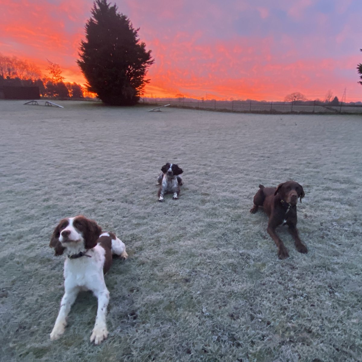 Stansted Airport Dog Section tweet media