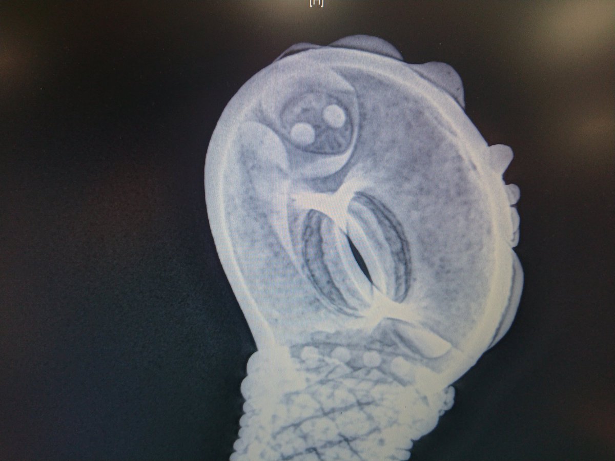 We can show you tool marks in incredible detail and create xrays of gold which would not have been possible a few years ago.