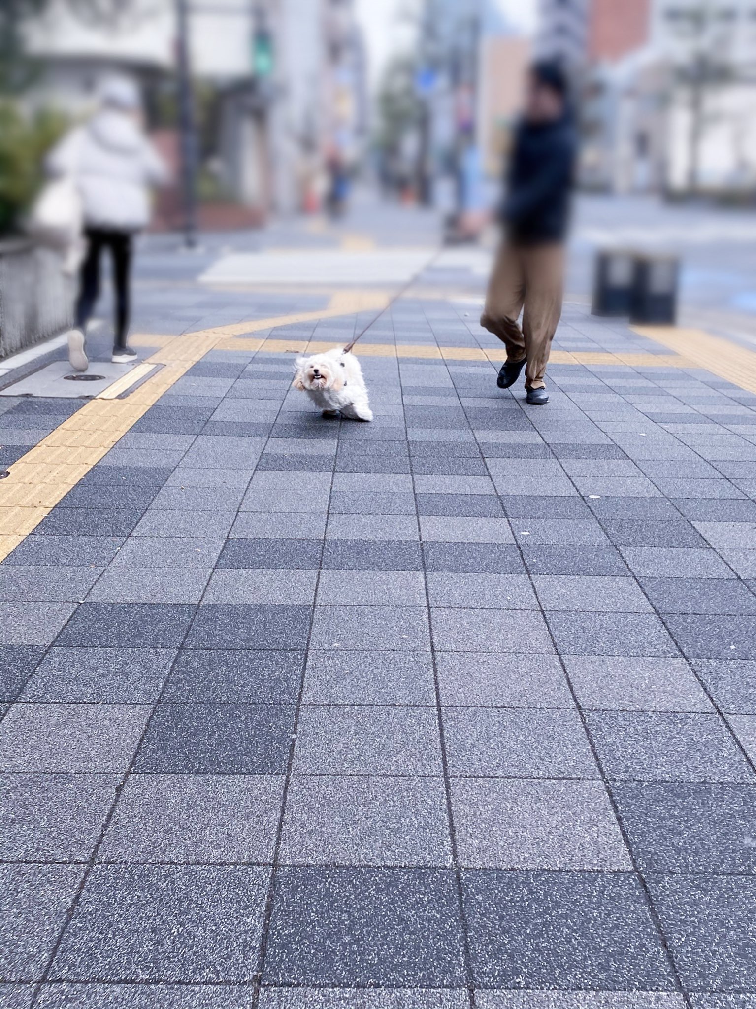 Inu Beer On Twitter 走り方が祟り神なんよ Https T Co F0kf68vxtu Twitter