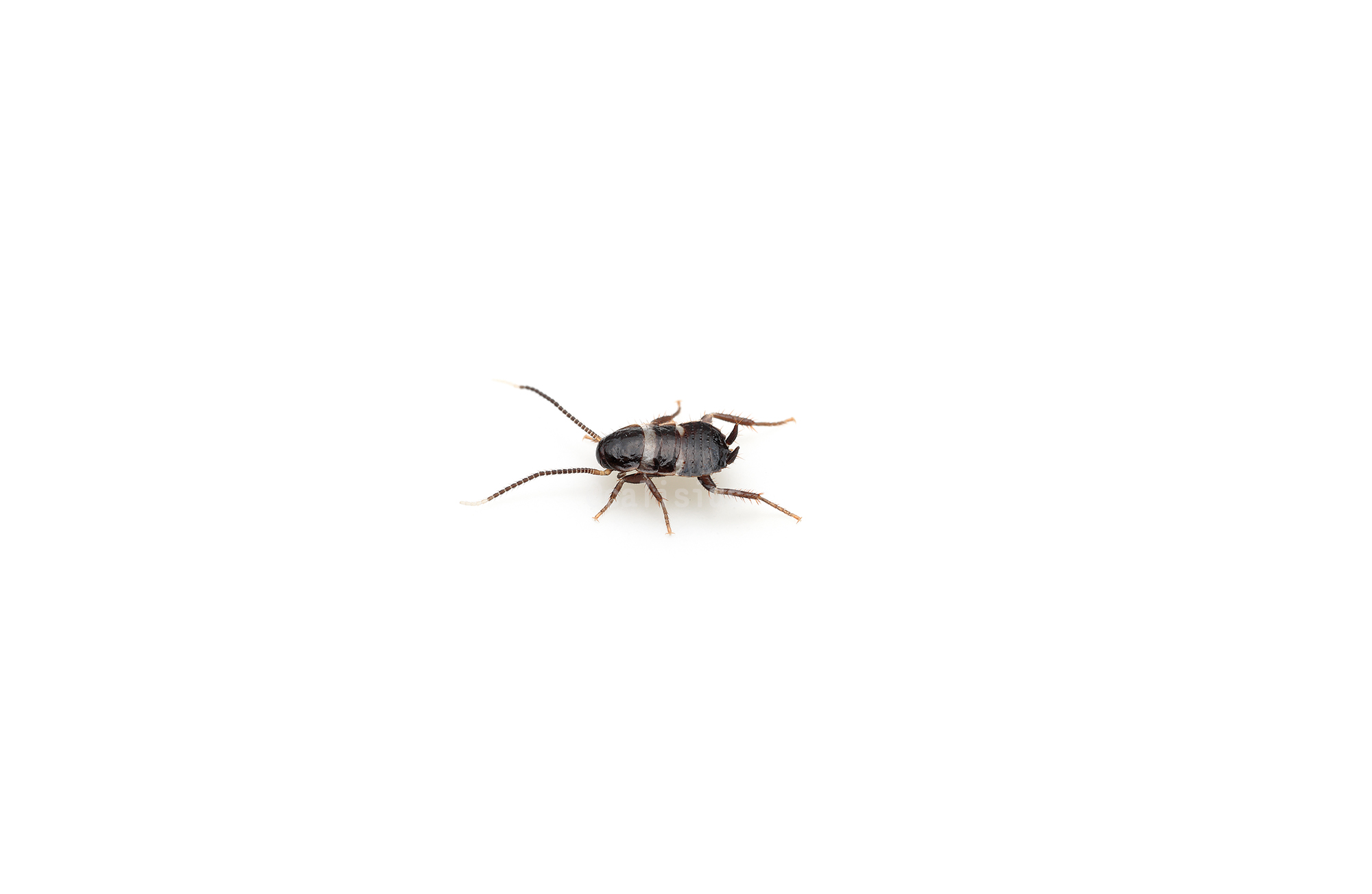 ピン セイダイ Nagashima Seidai クロゴキブリの赤ちゃん幼虫 拡大した写真だと それ と気づいてもらえないので余白をつけて小さく表示されるようにしてみた 家の中を歩くこいつを見て 正体を知らずに かわいい と言っちゃう光景に何度か