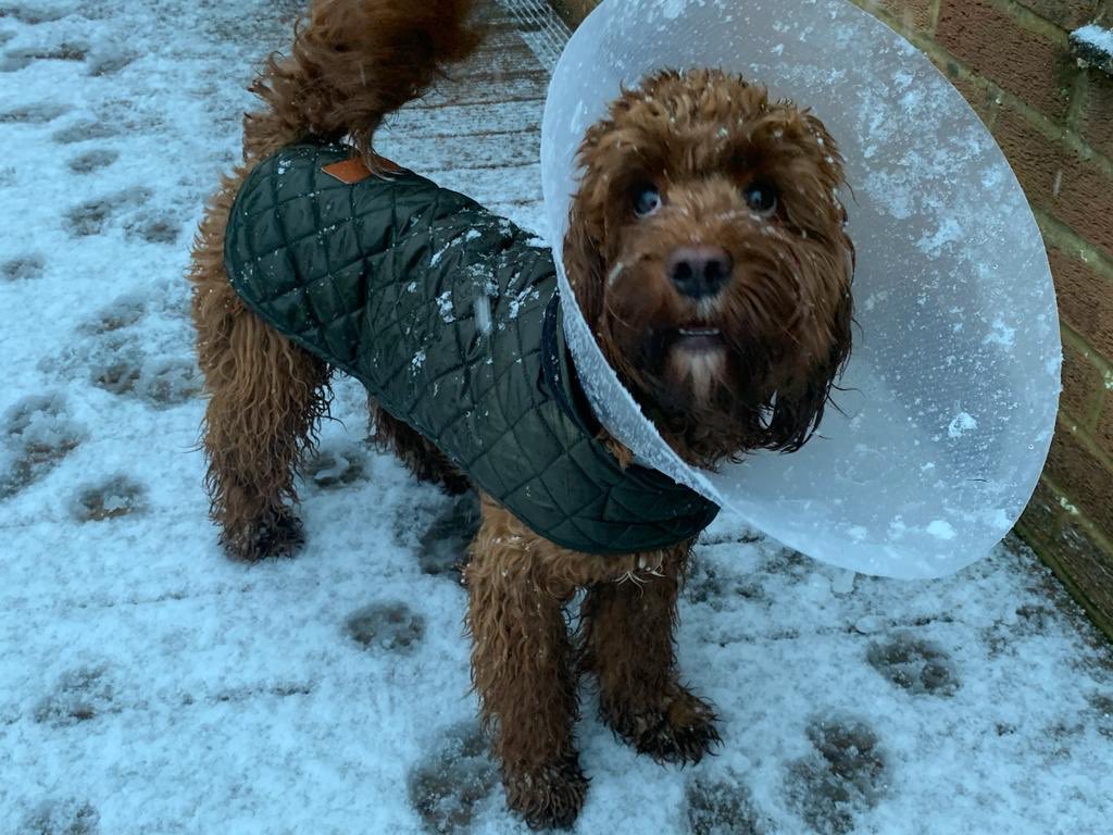 Romsey Primary tweet media