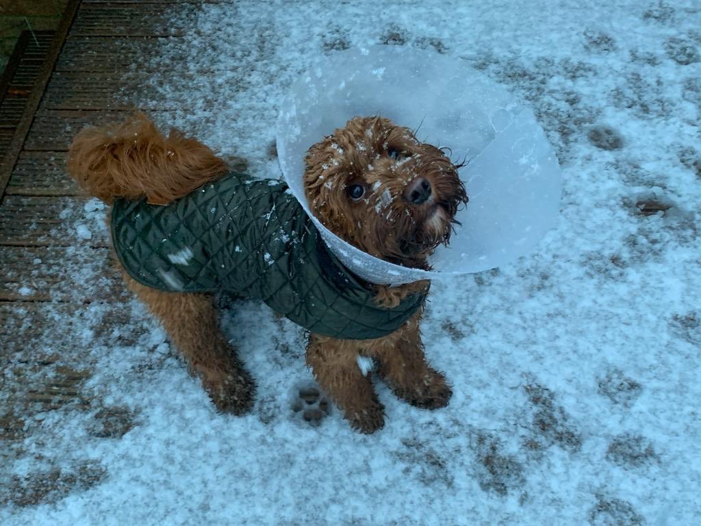 Romsey Primary tweet media