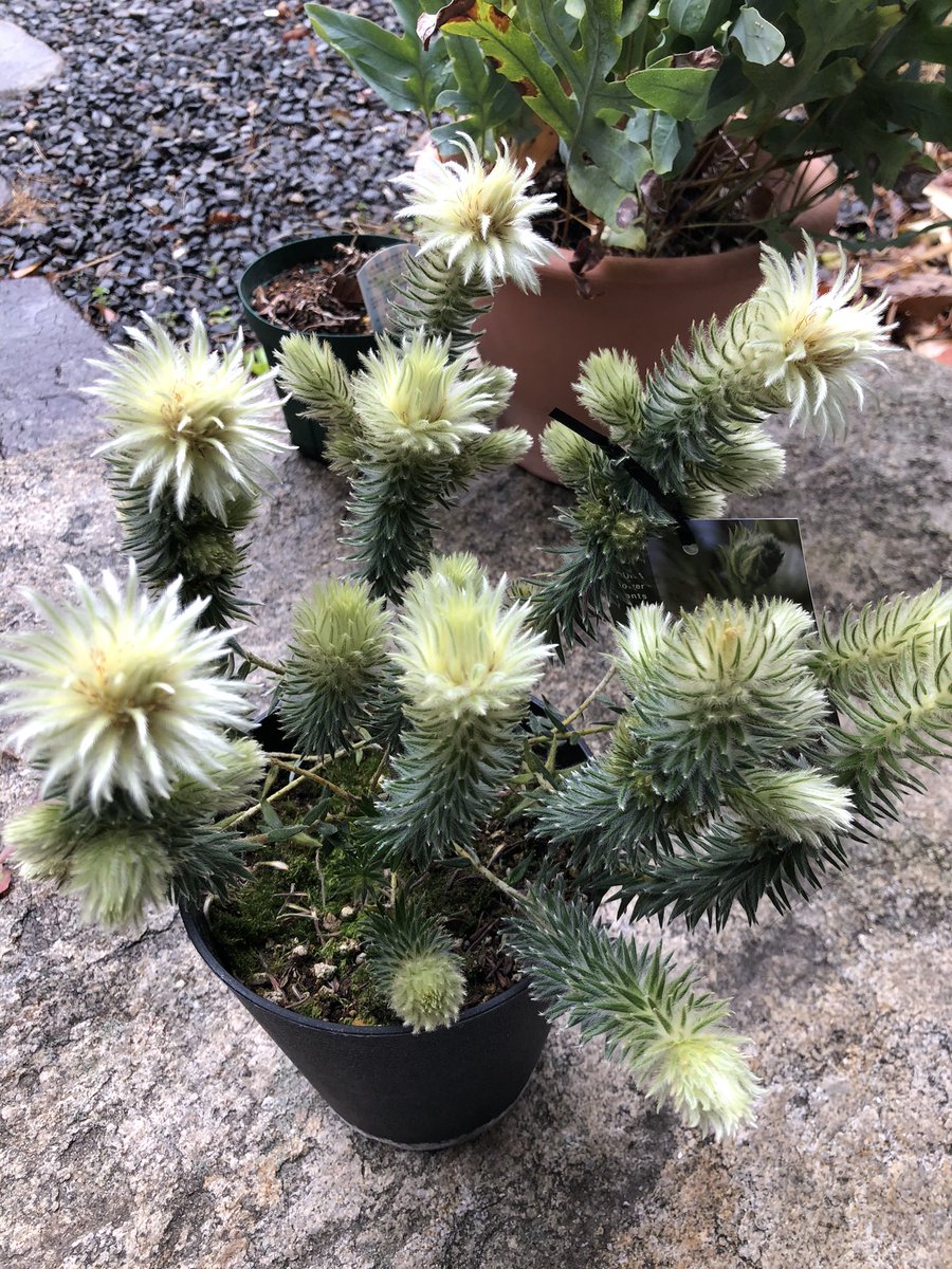chiko86's tweet photo. ふちゃんにもろた💐
Phylica pubescens
ワフトフェザー
#Phylica https://t.co/BNMdiMC9US