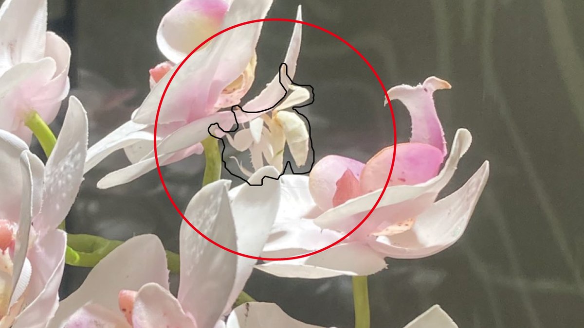 Nifrel ニフレル 公式 ハナカマキリ さらに拡大 胡蝶蘭の裏側にぶら下がってます 見事な擬態 T Co Eofqtclmwv Twitter