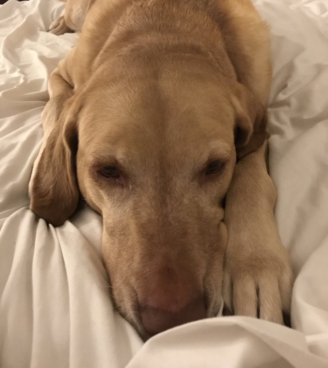 nolapups's tweet photo. Settling down for a nice winter’s nap. https://t.co/0LGR8qR8FI