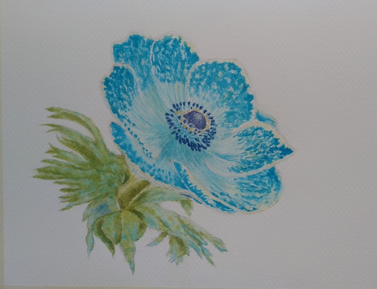 Kazu 光と影 青い花 悩んでそのままとしました スキャナーでpcに取り込んで 背景に追加して遊びます 青い花 凄く 珍しい花 透明水彩画