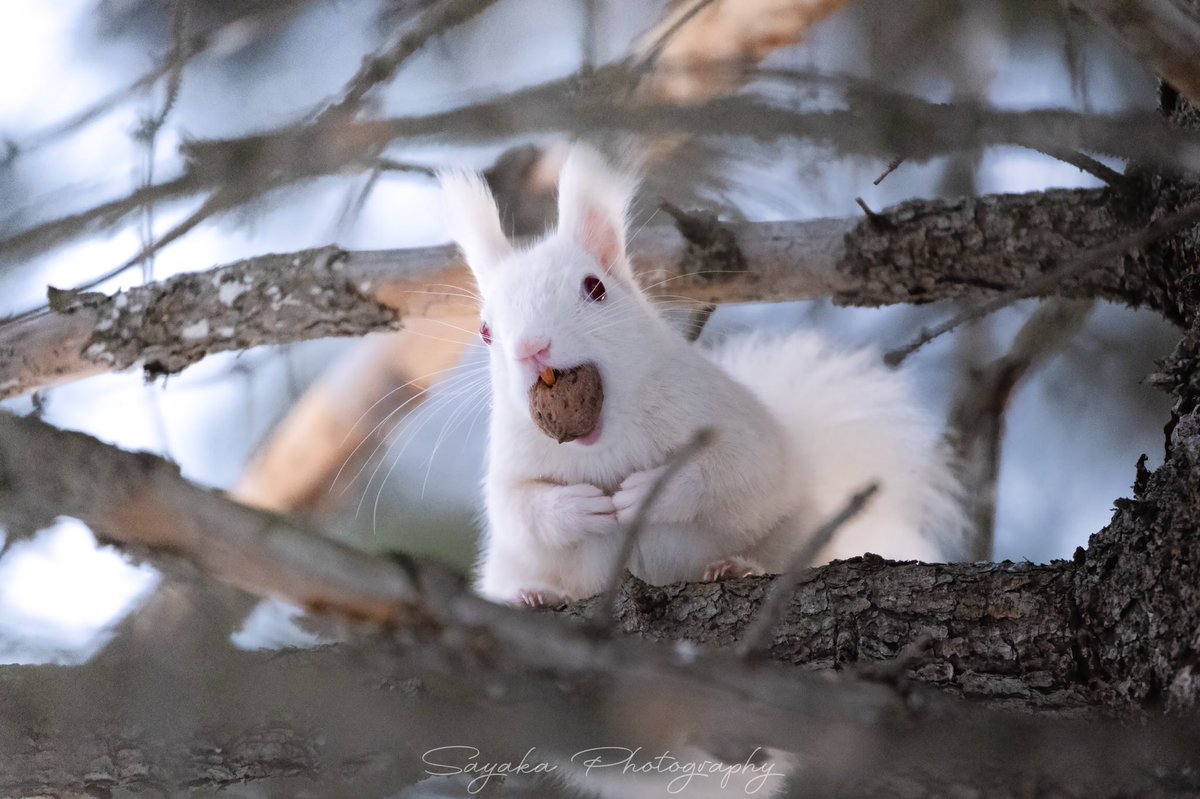 さ や か Pa Twitter 北海道3大かわいい動物 白いエゾリスにエゾクロテンに キタキツネがいる北海道って 強いと初めて思った 東京カメラ部 写真で感じる北海道 北海道 T Co Suwl52kkky Twitter