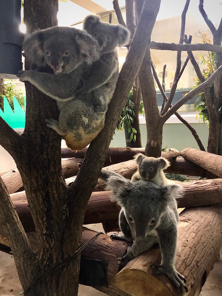 鹿児島市平川動物公園 イトとユメは同じ部屋で飼育していますので それぞれの子どもも一緒に生活しています 4頭一緒に撮影できないか いつもチャンスをうかがっていますが なかなか難しいですね なんとか撮影できた写真ですが 成長の違いがわかり