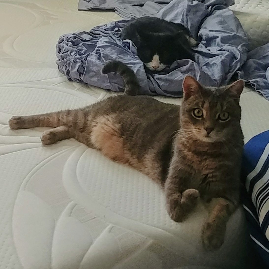 PaulPycraft's tweet image. The most independent cat I've ever lived with was killed at 2 yrs old and I feel like this. Think about how the families of 417,300+ people who died of Covid feel. Wear a fucking mask.