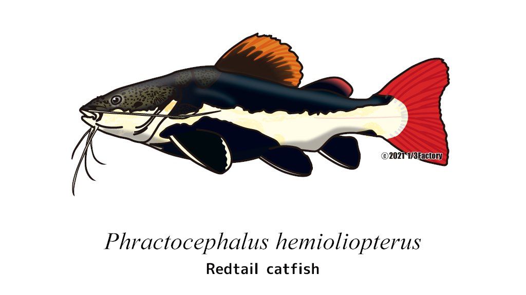 1 3factory レッドテールキャットフィッシュ Redtail Catfish アクアリウム 魚のイラスト 熱帯魚 魚ポスター Fishillustration Aquarium Fishposter Catfish Aquariumfish T Co Xjg53otfql Twitter