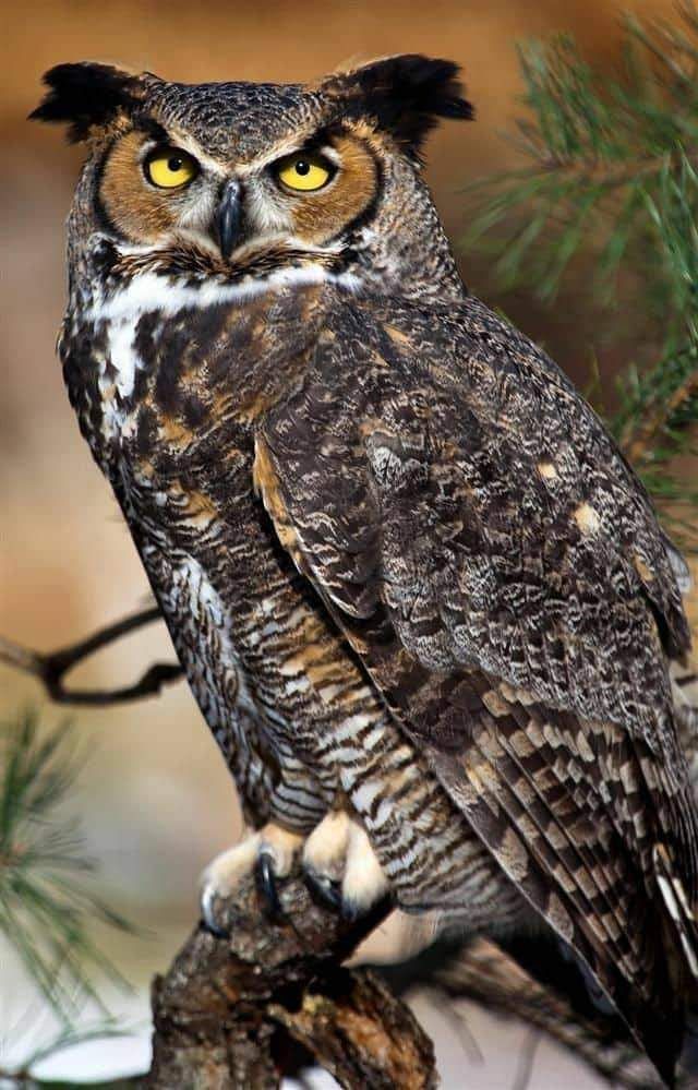 HootyhooCL's tweet photo. When your friend tells a joke but you are not in the mood... 😐😑😑🦉🦉
.
.
.
#owl #owls #owlpost #owllovers #hootyhoo #hootyhoocl #owljokes #jokes #owlmeme #sarcasticpost #grumphy #grumphyowl
#owlqoutes https://t.co/HuJ5BU2R0K