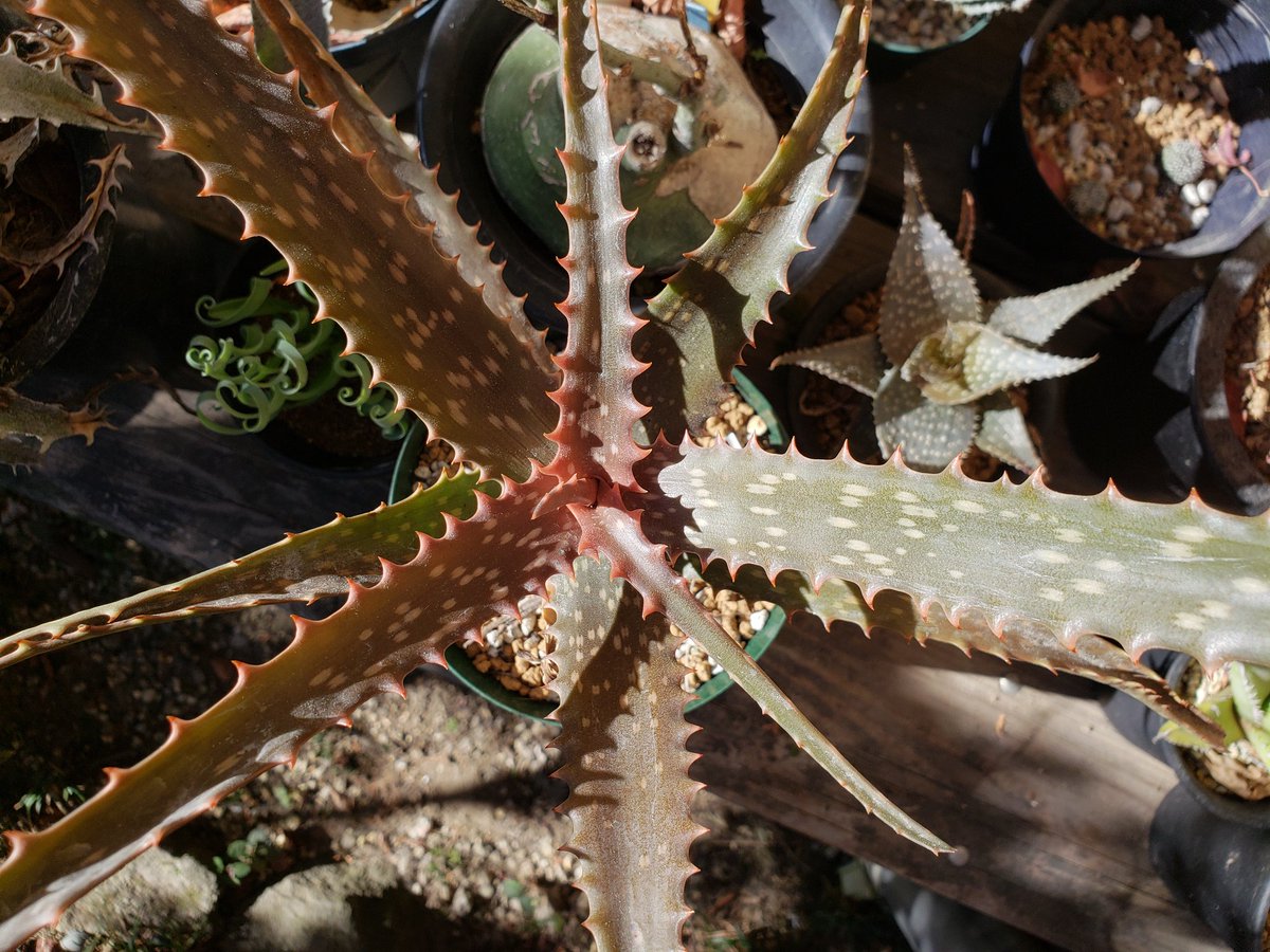 Mandragora Chan Aloe Cameronii 赤くなるアロエ ですがイマイチですね もっと寒いとこに置かないと 真っ赤になるアロエは軒並み耐寒性高い気もする アロエ 多肉植物 赤くなる実生選抜株だけどアロエ やしな 選抜株でもアロエやしなー T