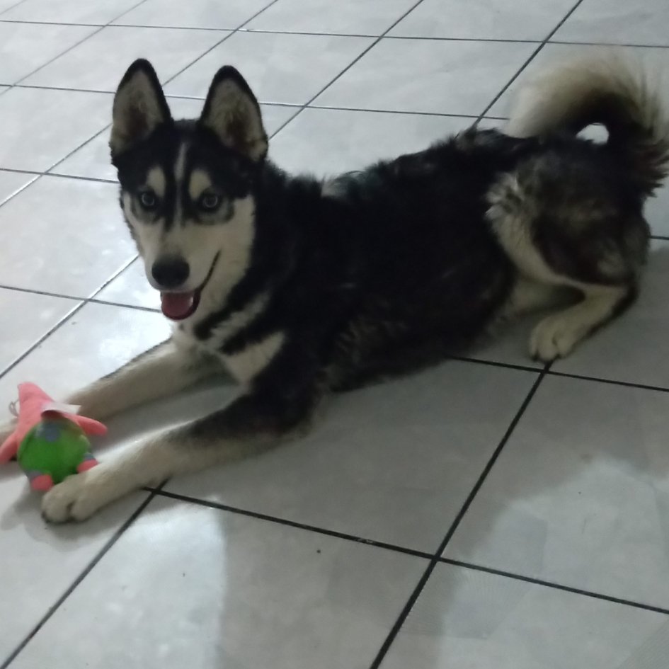 <a href="/MagnaEsport/">MAGNA ESPORTS</a> Fav a Zeus, para sus croquetas 🥺