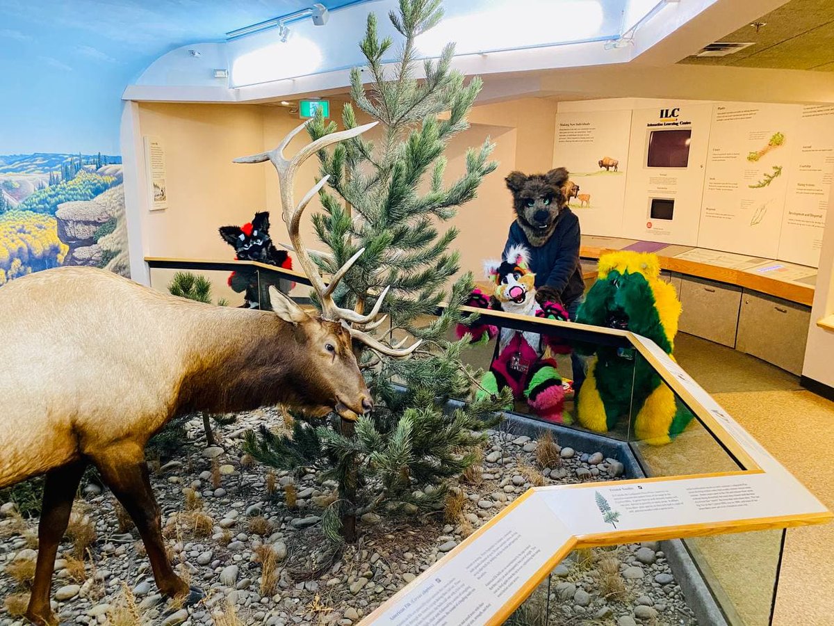 saskprairiedog's tweet photo. Royal Sask Museum Fur meet today. Great place to get Pawesome Photos taken.  #LivingSkiesFurs #SaskFurries https://t.co/kyI2rPKVAv