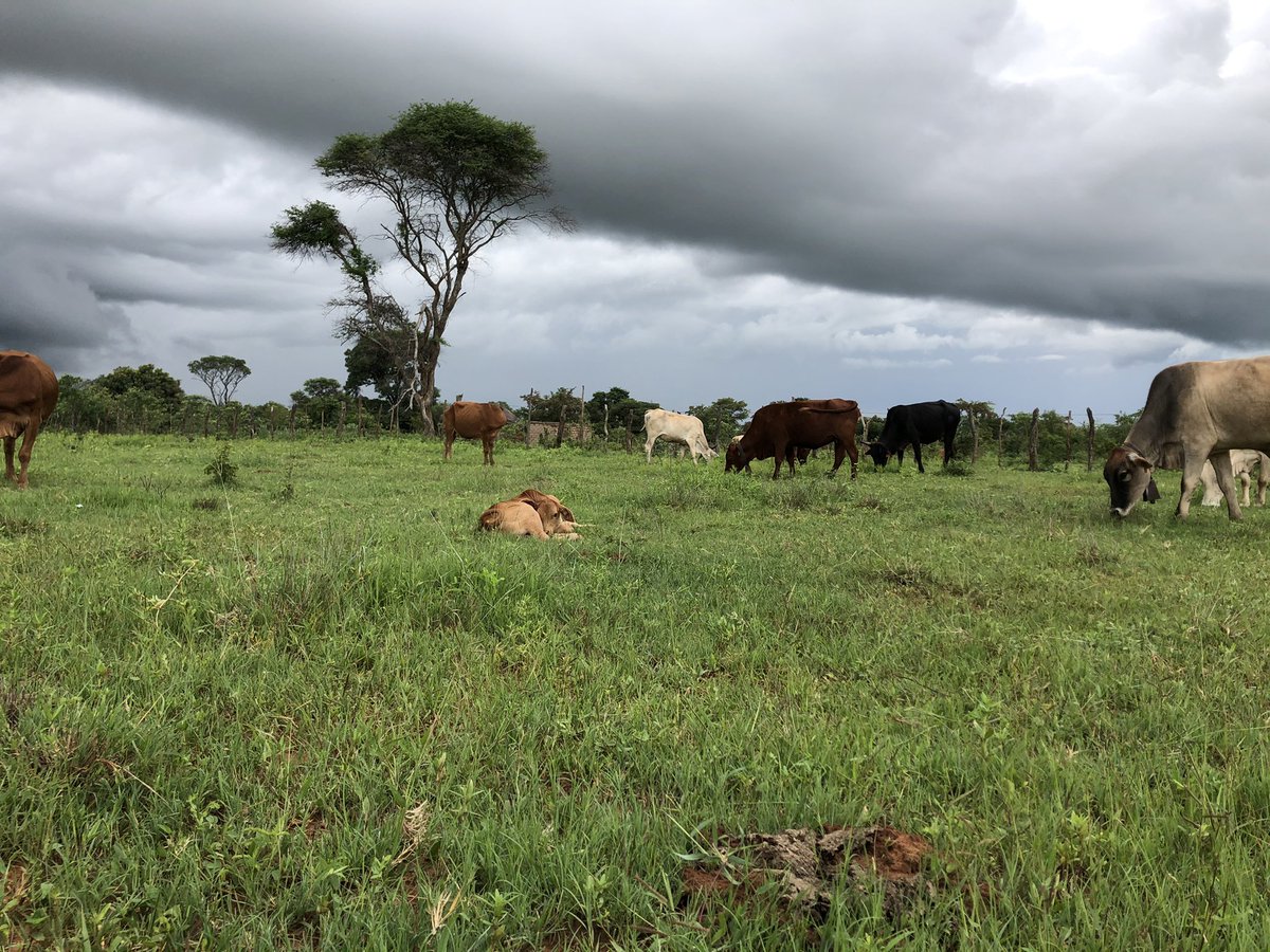 abel4moyo's tweet photo. We thank God for the good rains 🙏🏾 #zimfarmer https://t.co/rtg2fsu1fu