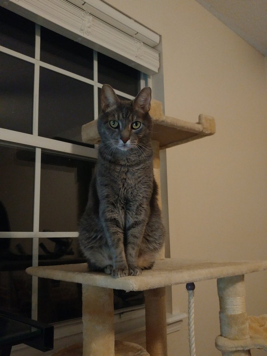 Avodoxim's tweet image. Silly me I forgot to introduce my cat. Please meet the true ruler of the household, Abraxas. Aka Brax. Aka Braximus Prime leader of the Autocats. Aka crying human toddler in cat form. Please withhold from all Daaws and Awws. His head is already too big as it is I assure you.