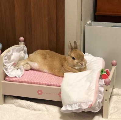 RabbitEveryHour's tweet photo. https://t.co/7VXELFPKLq