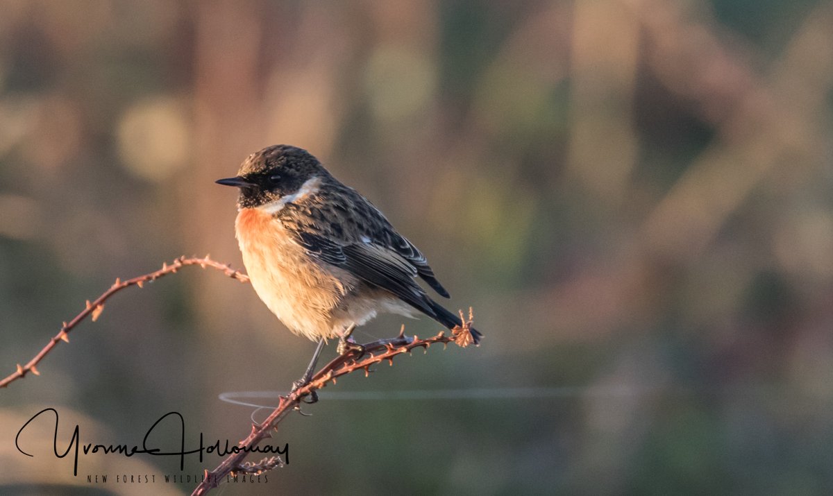 Male Stonechats enjoying a bit of Winter sunshine 
<a href="/Natures_Voice/">RSPB</a>

<a href="/BBCSpringwatch/">BBC Springwatch</a>

<a href="/BBCEarth/">BBC Earth</a>

<a href="/WildlifeTrusts/">The Wildlife Trusts</a>

@wildlife_uk

<a href="/CanonUKandIE/">Canon UK and Ireland</a>

 #TwitterNatureCommunity  
<a href="/natureslover_s/">Nature Lovers</a>

 #BBCWildlifePOTD #eosrp

<a href="/NewForestNPA/">New Forest NPA</a>
