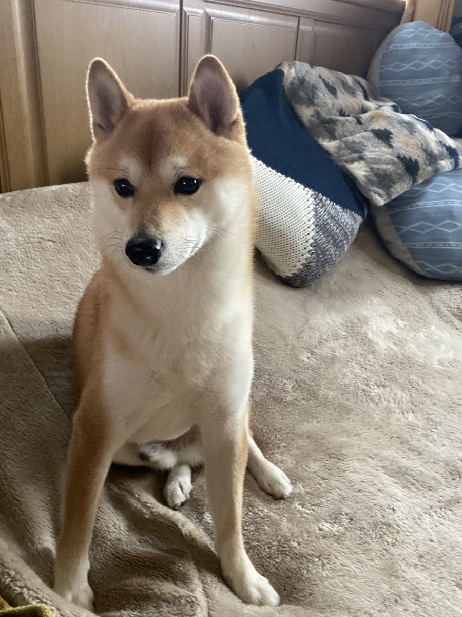 豆柴 茶々丸 昔も今も変な座り方は変わりません 笑 柴犬を崇めよ 豆柴 犬好きさんと繋がりたい 豆柴 茶々丸 昔も今も変な座り方は変わりません 笑 柴犬を崇めよ 豆柴 犬好きさんと繋がりたい