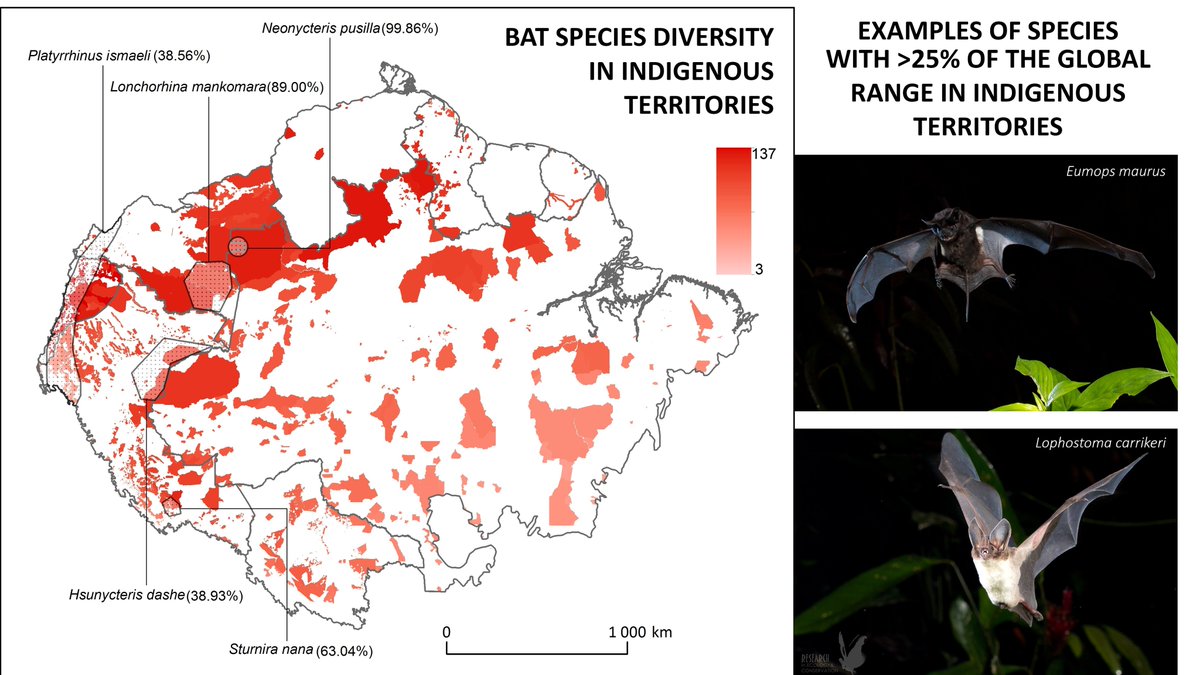 New paper out in Perspectives in Ecology and Conservation led by Alvaro Fernandez-Llamazares and a stellar team of collaborators sciencedirect.com/science/articl… 
We showed that Indigenous Territories play an important role for conserving #bat diversity across the #Amazon 
#OECMs