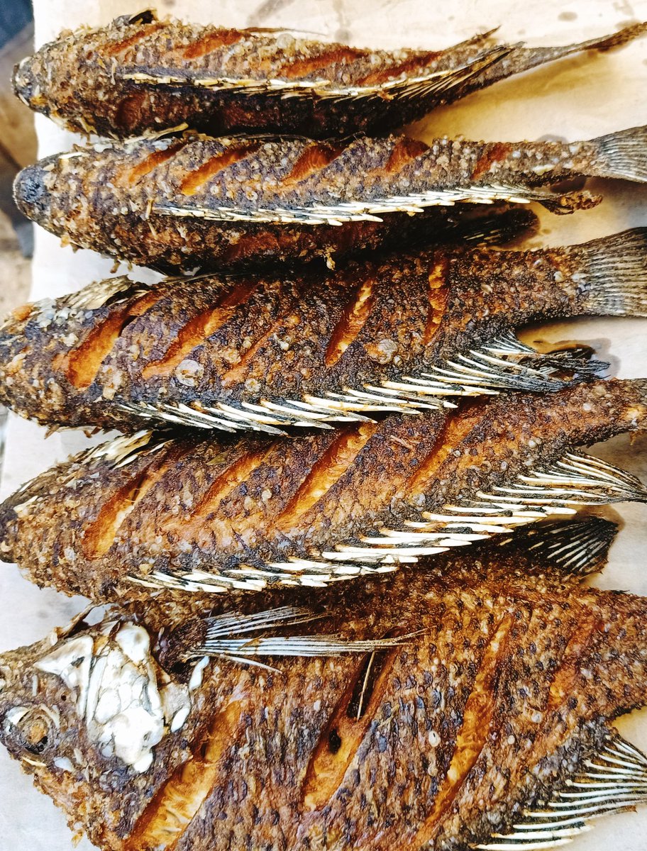 FishdenV's tweet photo. Want Fish? Say no More in and around Nairobi we've got you just a call away and we deliver to your door steps contact us on 0703502682 #FishdenV
#sonko
#kang'ata https://t.co/vaTe2wdTVq
