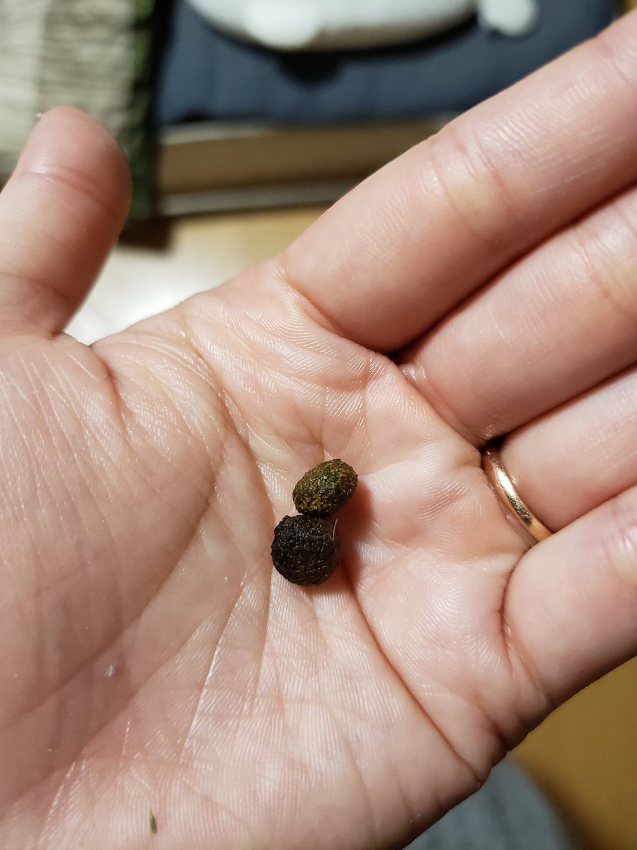 Uzivatel ミニウサギ華 Na Twitteru なんか最近華のうんちの色が2種類ある 今までどうりの牧草ぽいうんち もうひとつはちょっと黒ぽい湿ったうんち これは大丈夫なのでしょうか